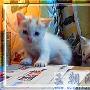 要不要多养一只猫 动物世界