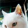 逝去的猫猫：我在天国向你望… 动物世界