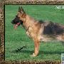 德国牧羊犬(German Shepherd Dog) 动物世界