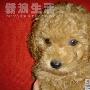 超级可爱多贵宾犬 动物世界