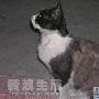 黑猫警长爱偷东西 动物世界