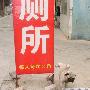 巴哥胖胖难堪之举 动物世界