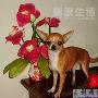 吉娃娃宝宝要相亲 动物世界