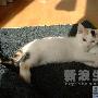 小妞妞最近有点烦 动物世界