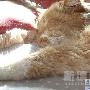 安度晚年的猫老黄 动物世界