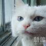 让你猜不透的丢丢 动物世界