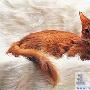索马里猫：野性不影响我的华贵 动物世界