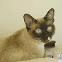 猫粮桶闹闹等媳妇 动物世界