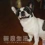 斗牛犬牛富贵逸事 动物世界