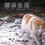 寒冬殘雪流浪貓咪 動物世界
