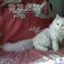 李小朵成家后立业 动物世界