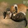 初生的猫犊爱打架 动物世界