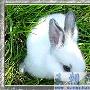 有小白 善解人意寵物兔 動物世界