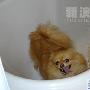 博美妞妞喜欢洗澡 动物世界