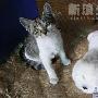 猫咪虎妞大战小白 动物世界