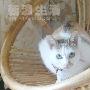 幸福的猫猫一家子 动物世界