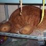 猫夫妻阿精和阿呆 动物世界
