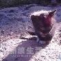 又见黑猫咪得乌儿（2） 动物世界