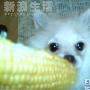 博美优游过节感受 动物世界