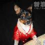 北京娃娃快乐生活 动物世界