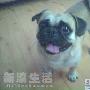 巴哥犬野猪自认为人 动物世界