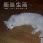 猫咪无聊过十一长假 动物世界