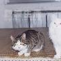 我思念的五只猫孩子 动物世界