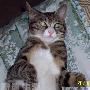 家有谗猫小丫头闹闹 动物世界