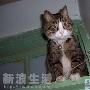 沈猫猫的慵懒生活秀 动物世界