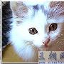 家有宠猫 咪宝的幸福生活 动物世界