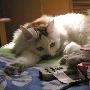 帅哥猫猫的周末日记 动物世界