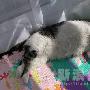 可爱宝贝咪咪和达达 动物世界