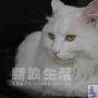 会用坐便器的项猫猫 动物世界