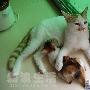 猫咪家庭心心和乐乐 动物世界