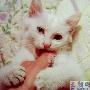 招财猫蛋也疯狂 动物世界