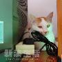 猫咪家庭乐乐的地盘 动物世界