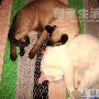 宝宝一家团圆照 动物世界