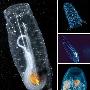 透明樽海鞘【十种奇异的透明动物】 动物世界