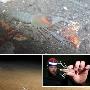 透明洞穴虾【十种奇异的透明动物】 动物世界