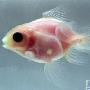透明金鱼【十种奇异的透明动物】 动物世界