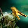 巨型燕尾蝶【奇特雨林珍稀物种】 动物世界