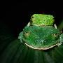 红眼树蛙【奇特雨林珍稀物种】 动物世界