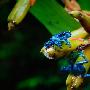 蓝色毒箭蛙【奇特雨林珍稀物种】 动物世界