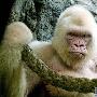 白化大猩猩【罕见白化动物】 动物世界