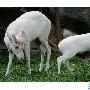白化赤麂【罕见白化动物】 动物世界