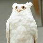 白化大角鸮【罕见白化动物】 动物世界