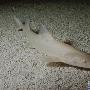 白化豹纹鲨【罕见白化动物】 动物世界