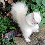 白化松鼠【罕见白化动物】 动物世界