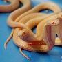 白化眼镜蛇【罕见白化动物】 动物世界