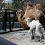 白化骆驼【罕见白化动物】 动物世界